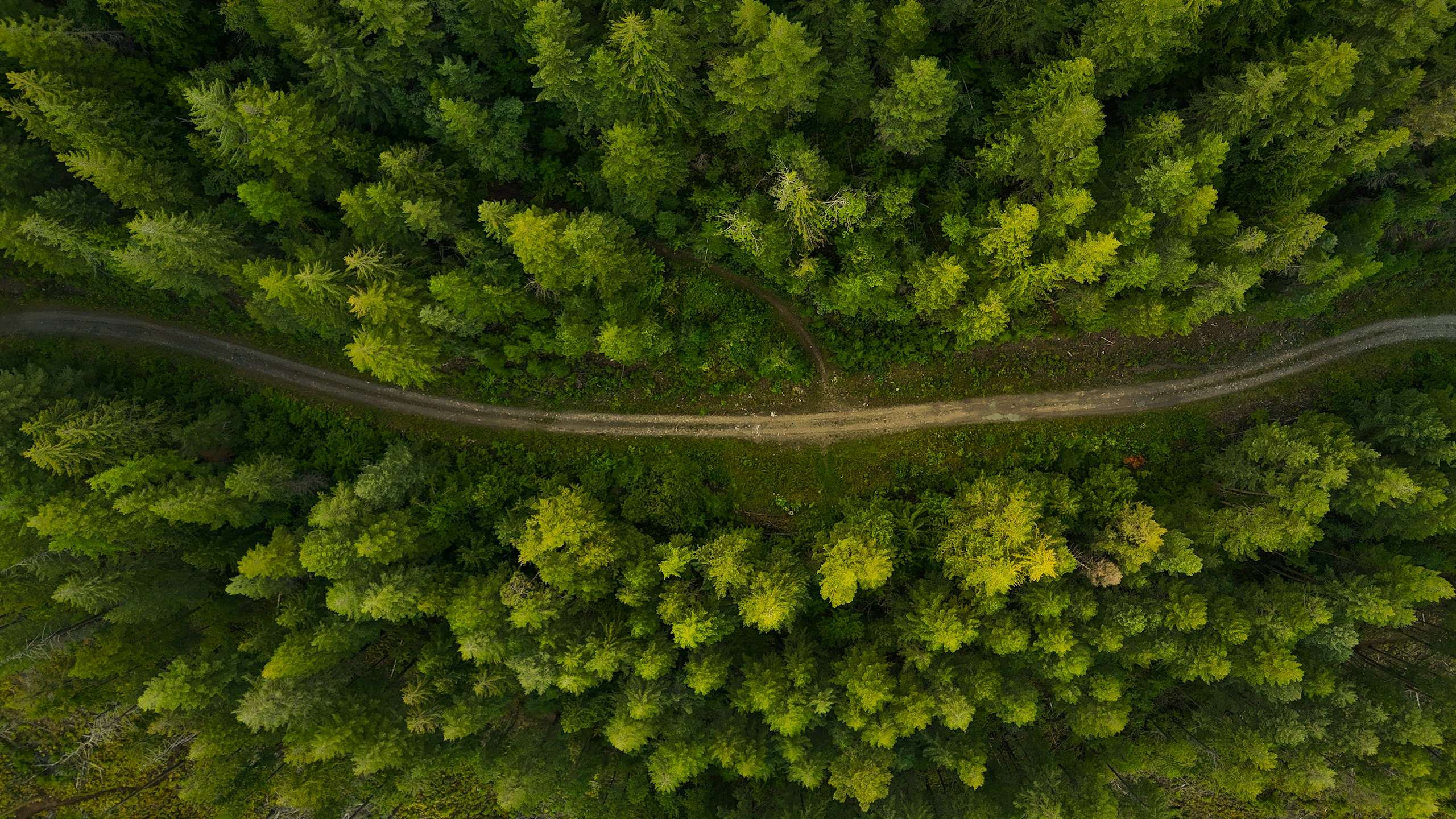 Vue aérienne d’une forêt dense traversée par une piste de terre