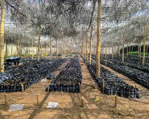 Pépinière sous ombrière, rangées de plants en sachets