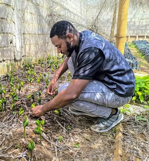 Un pépiniériste s’occupe de jeunes plants sous ombrière