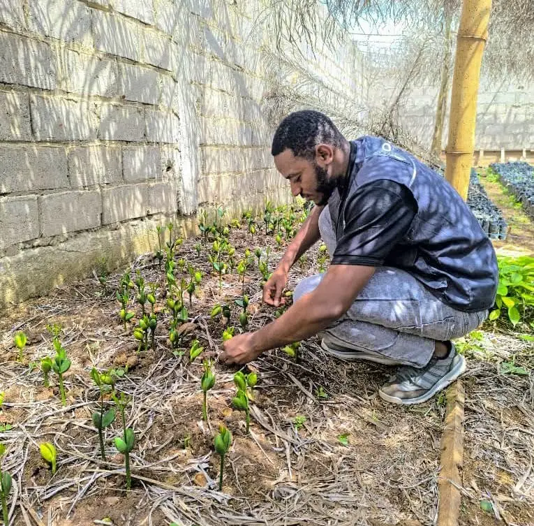 Technicien penché sur de jeunes plants en pépinière